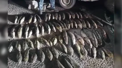 Больше 4 тысяч нарушений за месяц: как в Казахстане борются с браконьерами (ВИДЕО)