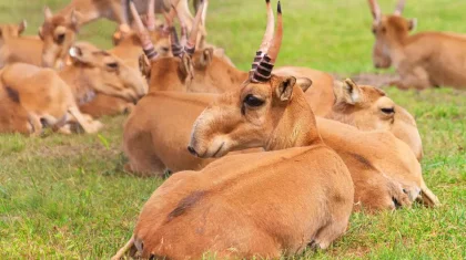 Туши 196 тысяч сайгаков передали мясоперерабатывающим предприятиям Казахстана