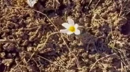 Крокус зацвел в декабре в горах близ Алматы (ВИДЕО)