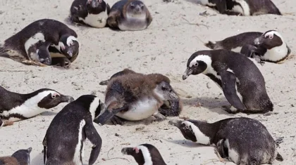 Африканские пингвины массово гибнут из-за нехватки пищи