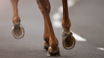 Животные стали причиной гибели трех и ранения 56 человек в Актюбинской области