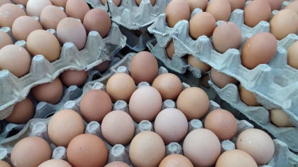 Ввоз куриных яиц на территорию страны на месяц запретил Казахстан