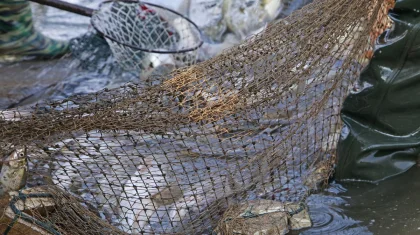 По четыре года тюрьмы получили трое мужчин за рыбалку в нацпарке «Бурабай»