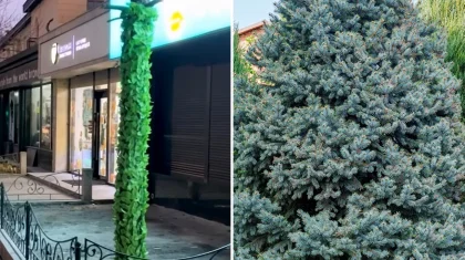 Закрывала вывеску: хозяин кафе варварски изуродовал голубую ель в центре Тараза