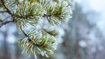 Какая погода ждет казахстанцев 17 декабря