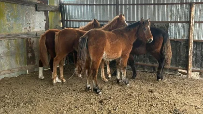 Сельчанин расплатился с долгами чужими лошадьми в Актюбинской области