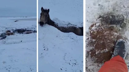 Табун лошадей погиб во время бурана в ЗКО (ВИДЕО)