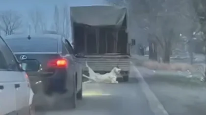 Собаку привязали к грузовику и протащили по дороге в Таразе (ВИДЕО)