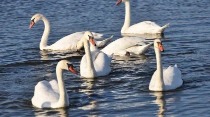 Лебеди вернулись на зимовку в Актау (ВИДЕО)