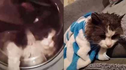 Казахстанка постирала кота в стиральной машине ради видео