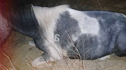 Больше 530 скотокрадов задержали в Казахстане с начала года (ВИДЕО)