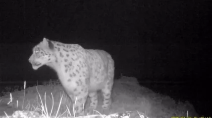 Редкий хищник попал в объектив фотоловушки в Катон-Карагае (ВИДЕО)