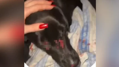 Мужчина бросил щенка с пятого этажа в Усть-Каменогорске (ВИДЕО)