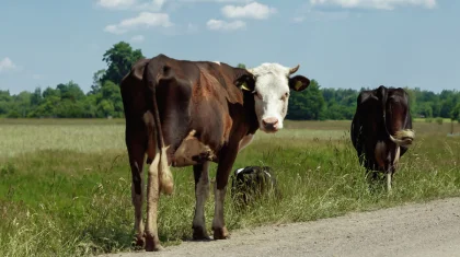 Тысячи голов «бумажного» скота: как сельхозсубсидии на 271 млн тенге украли в Туркестанской области