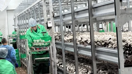 Депутаты Мажилиса оценили опыт грибной фермы в Петропавловске