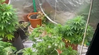 Коноплю в квартире 70-летнего пенсионера нашли в Карагандинской области (ВИДЕО)