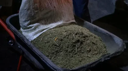 53 килограмма марихуаны: четверо жителей Кордайского района получили сроки