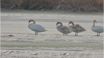 Редкий лебедь-кликун замечен в «Алтын-Эмеле»
