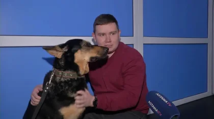 Немецкой овчарке в Казахстане заменили тазобедренный сустав (ВИДЕО)