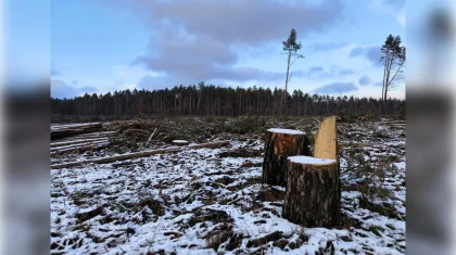 Срубили 92 сосны: незаконную вырубку леса выявили в области Абай