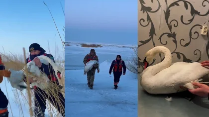 Раненого лебедя спасли на озере Алаколь сотрудники МЧС (ВИДЕО)