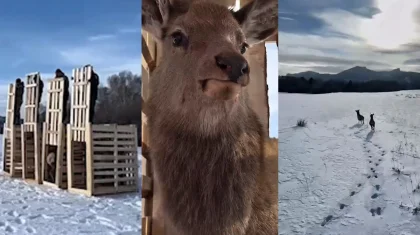 В дикую природу выпустили маралов в Каркаралинском нацпарке (ВИДЕО)