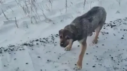 Костанаец подобрал собаку в мороз на трассе и изменил ее судьбу (ВИДЕО)