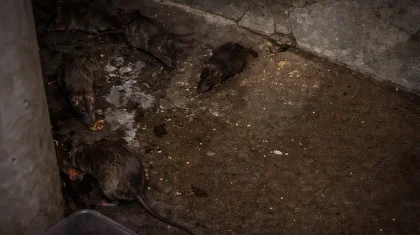 «Крыс стало пруд пруди»: жители девятиэтажки в Актау бьют тревогу (ВИДЕО)