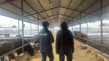 Кражу 80 голов скота на 25 млн тенге раскрыли в Шымкенте (ВИДЕО)