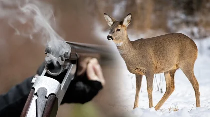 Браконьеров осудили за отстрел косуль в нацпарке «Кокшетау»