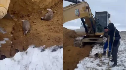 Рабочие жестоко убили барсуков в Казахстане: стало известно, кто это сделал и где