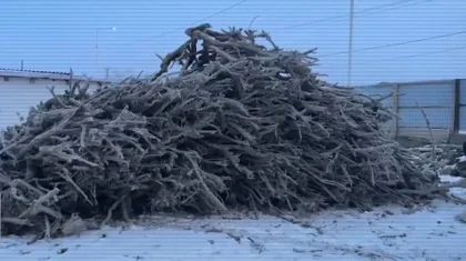 Схему незаконной вырубки саксаула раскрыли в заповеднике Казахстана (ВИДЕО)
