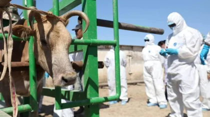 Повысить стипендии студентам сельскохозяйственных и ветеринарных направлений предложили в РК