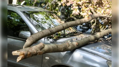Костанайка взыскала миллионы с акимата за дерево, упавшее на ее машину