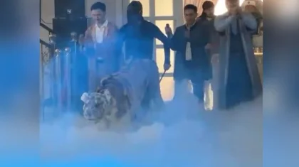 На сундет-той в Казахстане зашли в ресторан с огромным «тигром» (ВИДЕО)