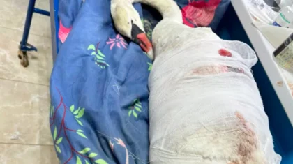 Истекал кровью и отбивался: раненого лебедя спасли в Актау (ВИДЕО)