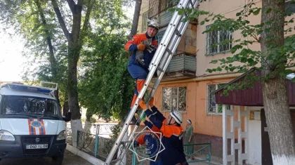 Более 400 животных спасли спасатели МЧС за год