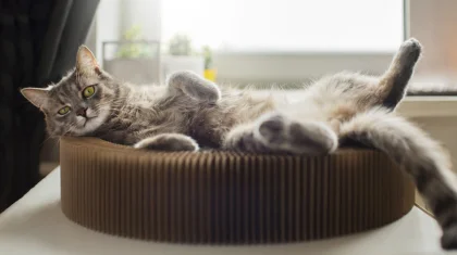 Казахстанец получил два года тюрьмы за кражу кошачьей лежанки