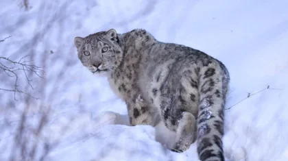 На снежного барса с гор Алматы, ставшего «звездой соцсетей», надели спутниковый ошейник