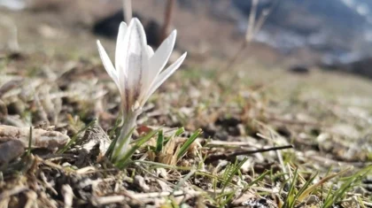 «Вестники весны»: первые подснежники зацвели на юге Казахстана (ФОТО)
