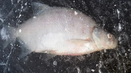 Каток с карасями на стадионе удивил жителей Сарани