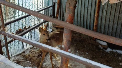 Сибирскую косулю в ошейнике обнаружил во дворе своего дома житель Семея