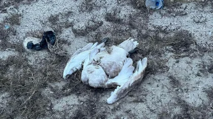 Мертвых лебедей нашли на побережье Каспия в Мангистау