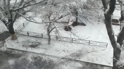 Снегопад в Шымкенте: упавшее дерево насмерть придавило ребенка