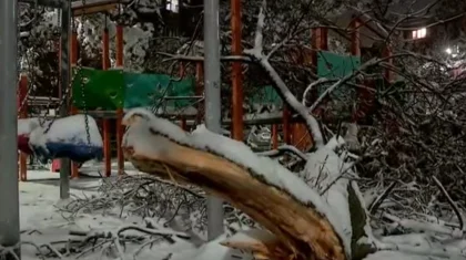 Ребенка насмерть придавило дерево в Шымкенте: акимат пообещал помощь семье