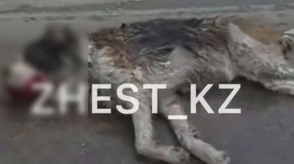 Собаку привязали к машине и протащили по дороге в Алматы (ВИДЕО)