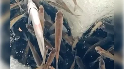 Рыба задыхается в водоеме ЗКО из-за нехватки кислорода (ВИДЕО)