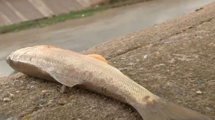 Почти тонну мертвой рыбы собрали в реке Бадам