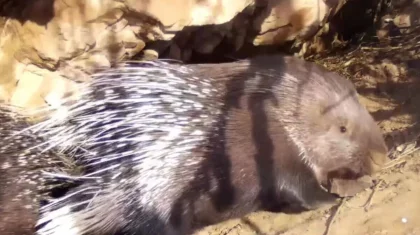 Редкие дикобразы попали в объектив фотоловушки в нацпарке «Іле Алатауы»