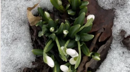 В Алматы зацвели подснежники